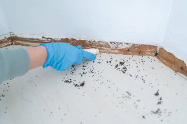 Reliable Sherrelwood, CO Pest Control Solutions
